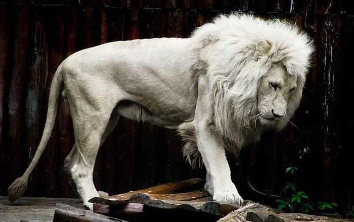 Albino-Lion