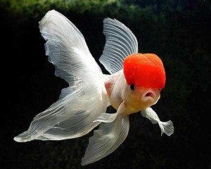 Ed-cap-goldfish