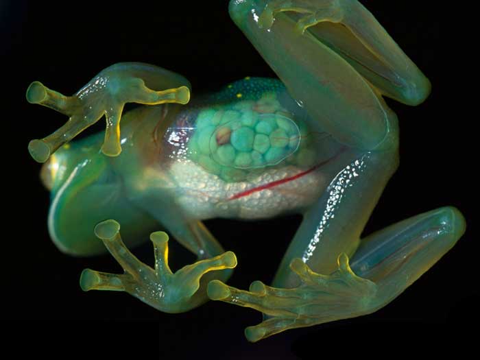 Glass-frogs