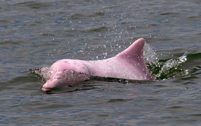 Pink-Bottlenose-Dolphin