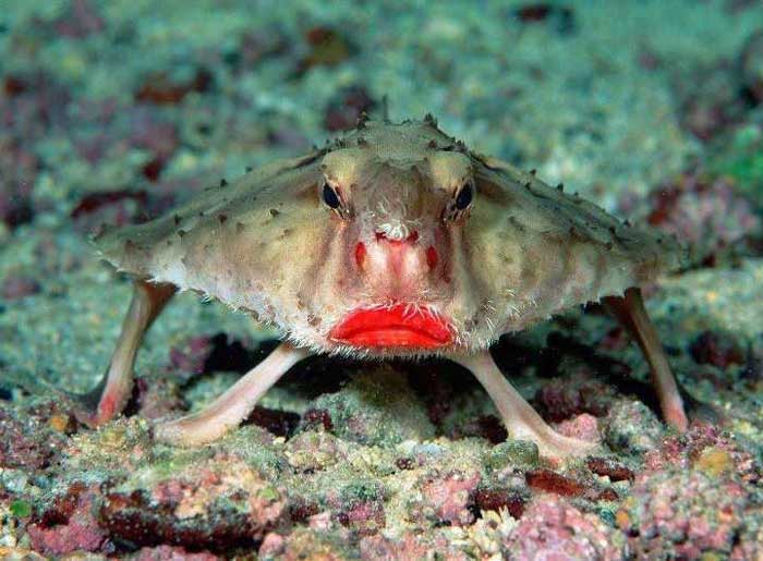 Red-Lipped-Batfish