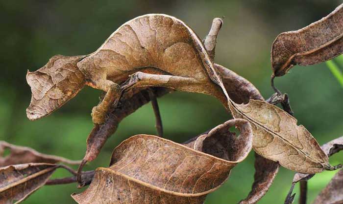 Satanic-Leaf-Tailed-Gecko