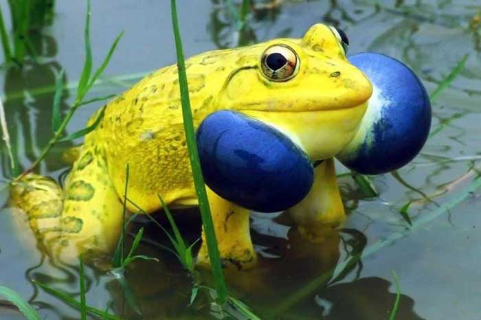 ndian-Bull-Frog