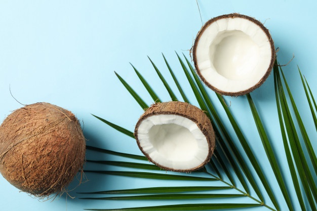 World Coconut Day: Learn some special things related to the coconut used in everything from worship to food 2 coconut palm branch blue table top view 185193 15234