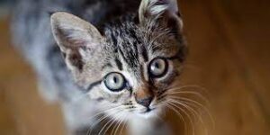 International Cat Day 2022 – History, Celebrations, Other Interesting Facts, and Much More 3 International Cat Day 2022 – History, Celebrations, Other Interesting Facts, and Much More